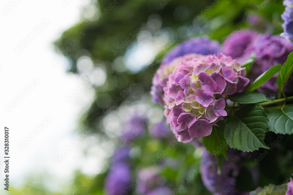 明月院 紫陽花 明月院 紫陽花