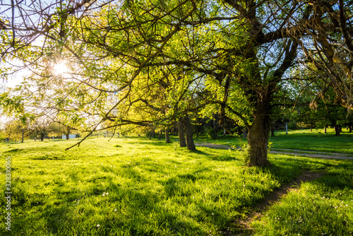 Countryside background - tree and a green meadow .Spring background © miladrumeva