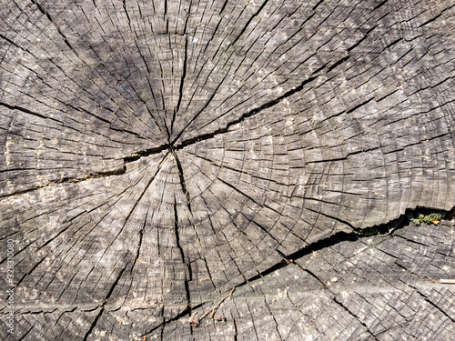 Wooden texture of rough old round cut down oak tree with cracks and annual rings.
