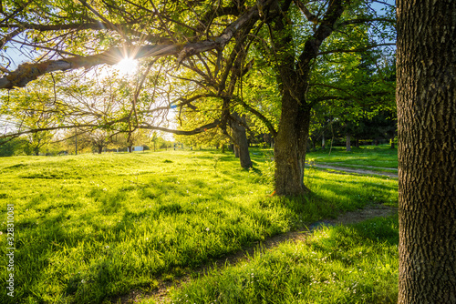 Fototapeta Naklejka Na Ścianę i Meble -  Countryside background - tree and a green meadow .Spring background