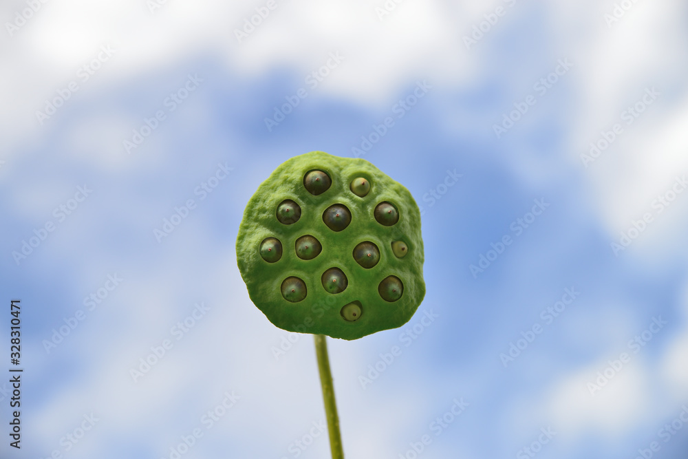 蓮 蓮