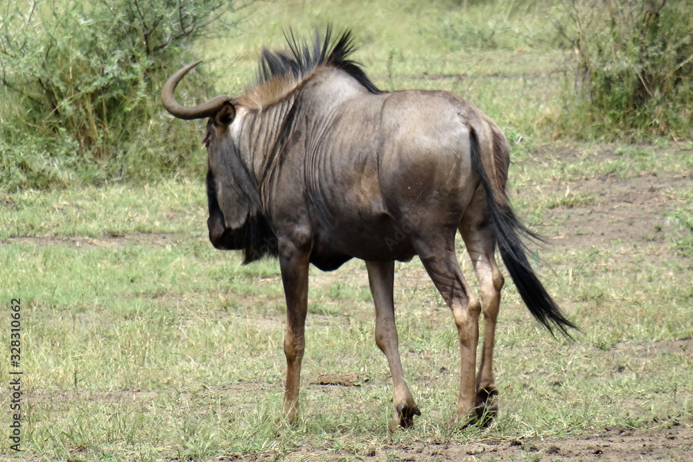 Connochaetes taurinus taurinus Connochaetes taurinus taurinus