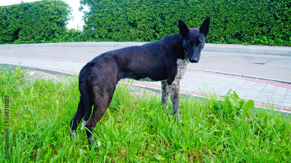 Obraz premium Dog with black-white hair sits on the green grass on a sunny summer day