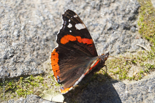 A butterfly with black white and red wings sits on a stone on a sunny summer day