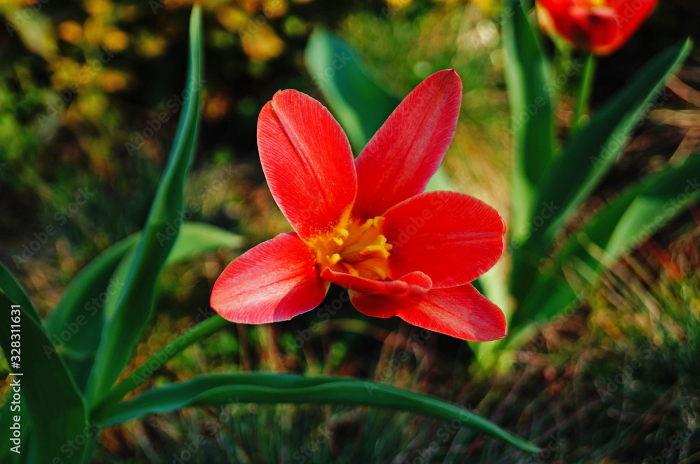 Tulip flower and bud with delicate red and yellow petals on a green stem on a sunny spring day Tulip flower and bud with delicate red and yellow petals on a green stem on a sunny spring day
