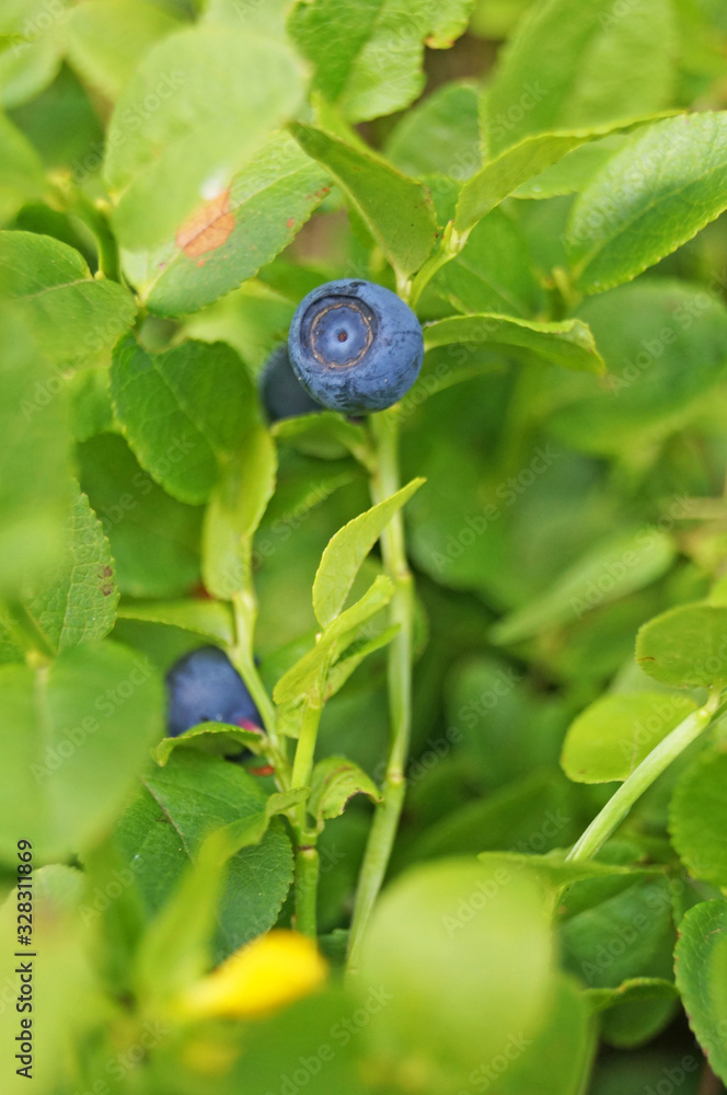 Blueberry branch with juicy dark blue berries and green leaves in a clearing in the forest Blueberry branch with juicy dark blue berries and green leaves in a clearing in the forest