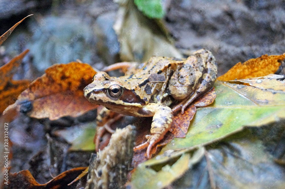 Naklejka premium Forest frog with wet shiny skin sits on yellow leaves in the forest