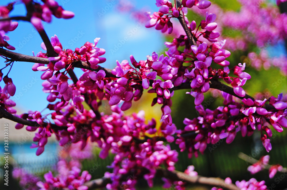 A tree branch with purple flowers and buds with delicate petals against the blue sky A tree branch with purple flowers and buds with delicate petals against the blue sky
