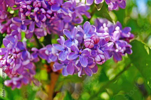 A tree branch with purple flowers and buds with delicate petals against the blue sky