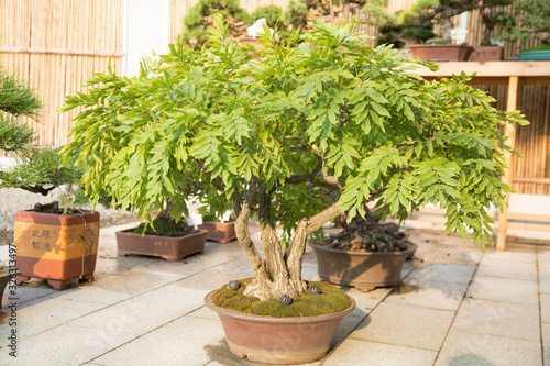 Wisteria bonsai in the basin garden of Nantong, China