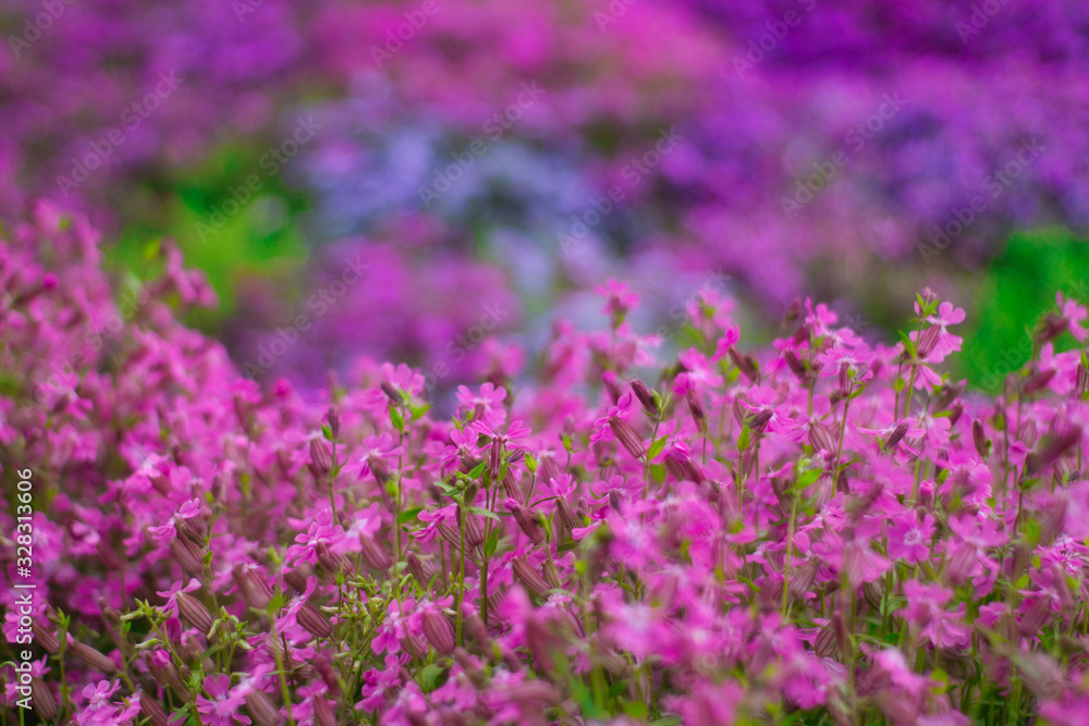 芝桜