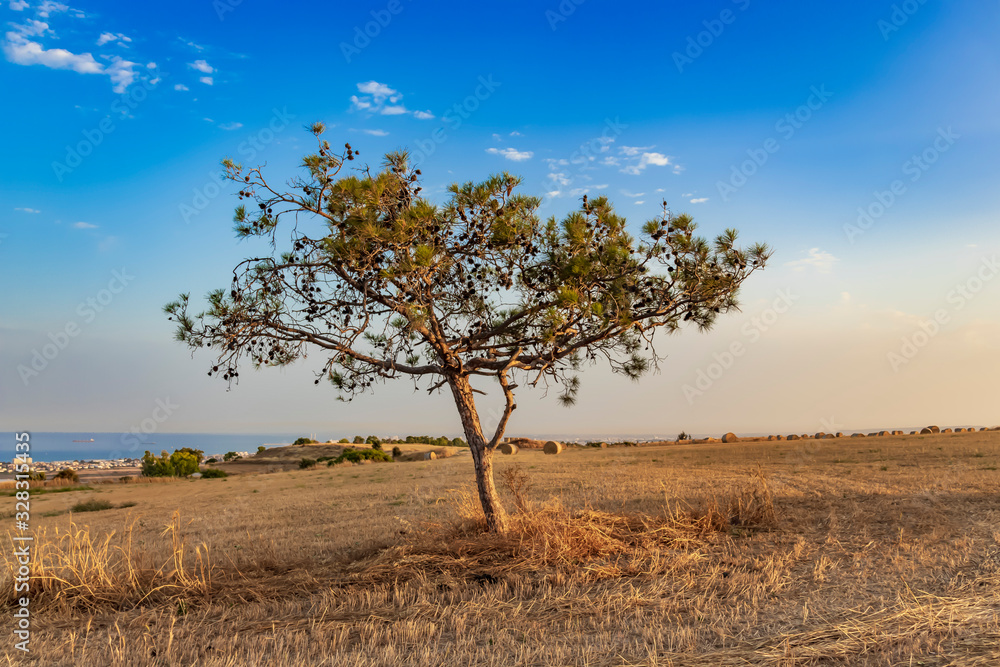 romantic scenery of lonely tree on the gold field before sunset and clear blue sky