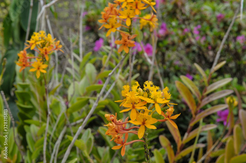 Orchidée Epipendum dans un jardin de l'île de La Réunion.