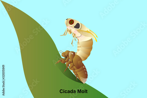 Cicada Molt vector on leaf for education,agricultural,science,Graphic design and art work.