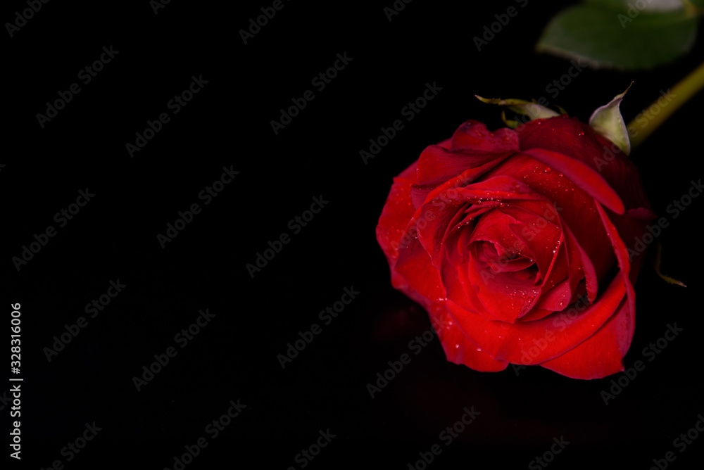 Red rose with drops of water on a black background close-up. Red rose with drops of water on a black background close-up.
