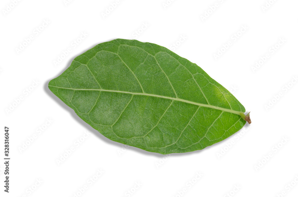 Obraz premium Green leaves against a white patterned background