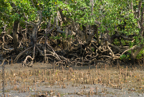 Palétuvier sur l'île de Mayotte.