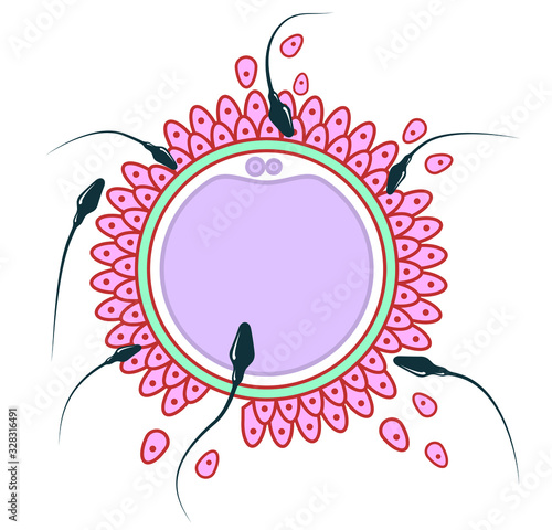Fertilisation and ovulation concept. Medical and healthcare background with moving spermatozoons and female egg. Artificial insemination poster.