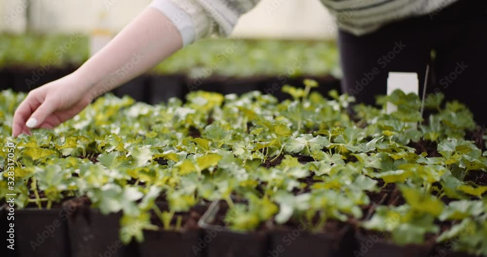 Agriculture - female gardener examining flower seedlings Agriculture - female gardener examining flower seedlings