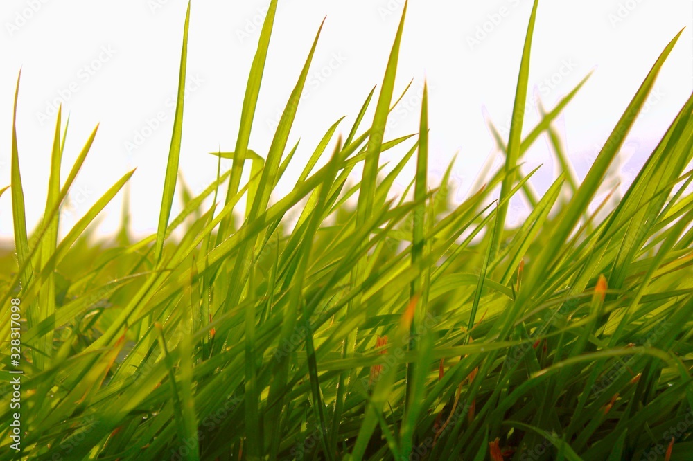 Obraz premium grass on green background