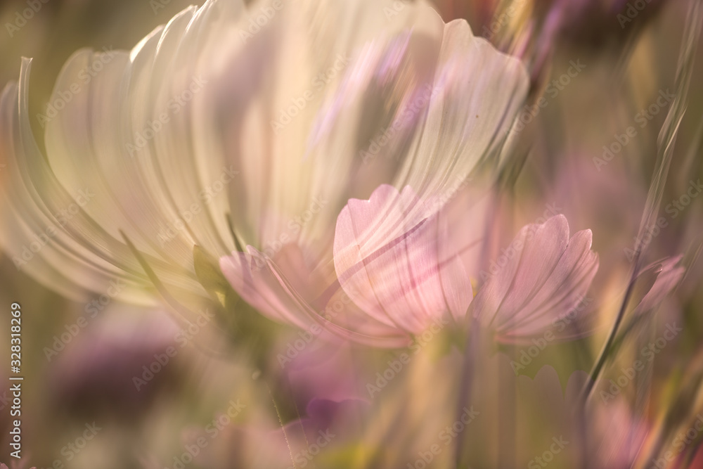 Fototapeta premium flowers