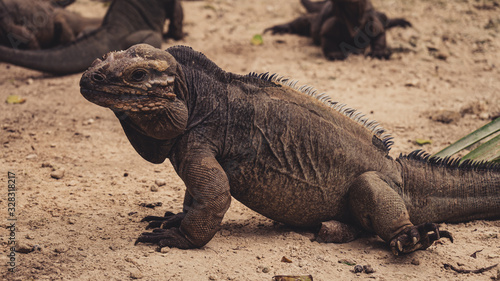 Fototapeta Naklejka Na Ścianę i Meble -  Rhinoceros iguana close-up in a park in Dominican Republic