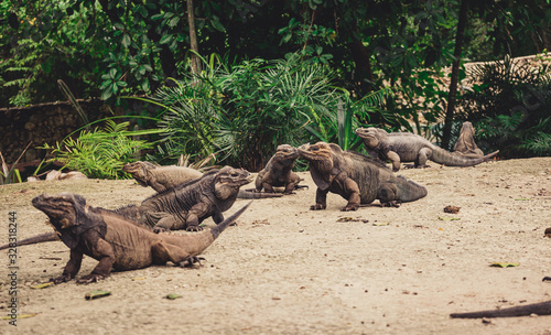 Fototapeta Naklejka Na Ścianę i Meble -  A group of rhinoceros iguanas in a park in Dominican Republic