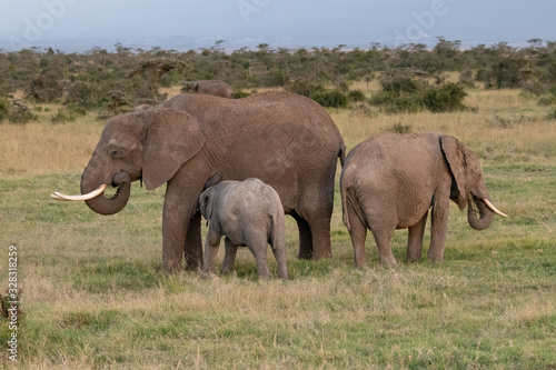 family group of elephants in Kenya