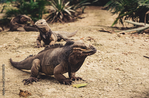 Rhinoceros iguana close-up in a park in Dominican Republic