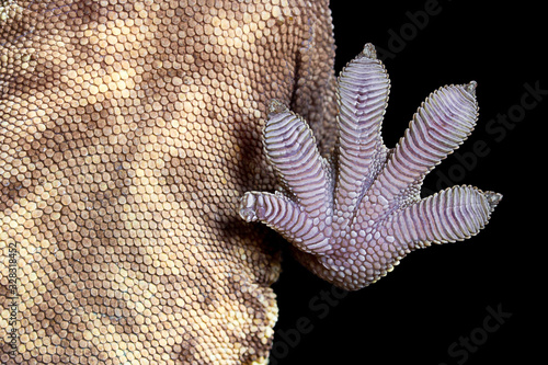 Crested Gecko Foot sticking to a piece of glass