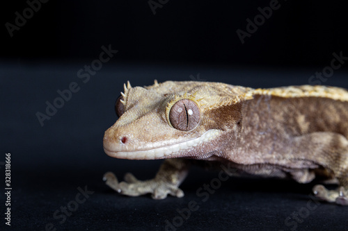 Crested Gecko portrait on black background