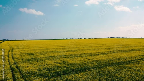 Yellow field rape, young green wheat and blue sky. Aerial view.