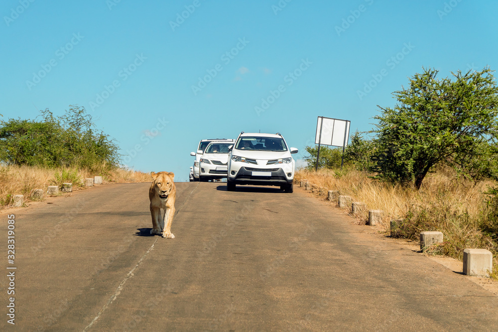 Lion walking in the middle of street in front of cars, Kruger National Park, South Africa