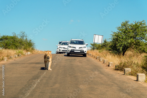 Obraz na płótnie Lion walking in the middle of street in front of cars, Kruger National Park, South Africa w salonie