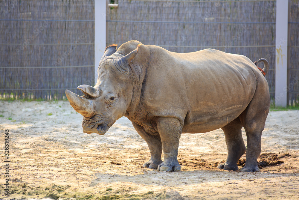 Naklejka premium Rhinoceros walk scene. Rhino portrait