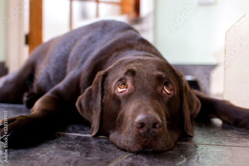 Chocolate Labrador retriever is lying on ground with a funny face.