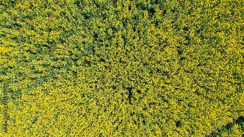 Yellow field rape, young green wheat and blue sky. Aerial view.