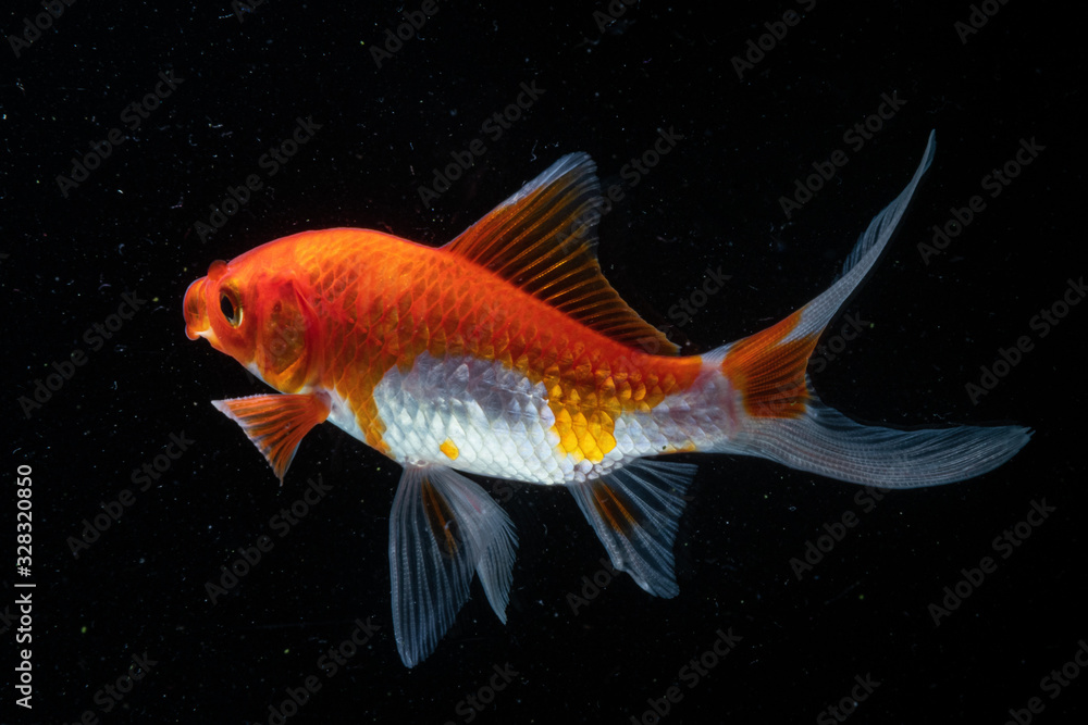 Goldfish in Aquarium with black background Goldfish in Aquarium with black background