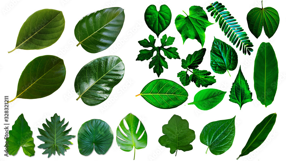Many of green leaf are isolated on a white background Many of green leaf are isolated on a white background