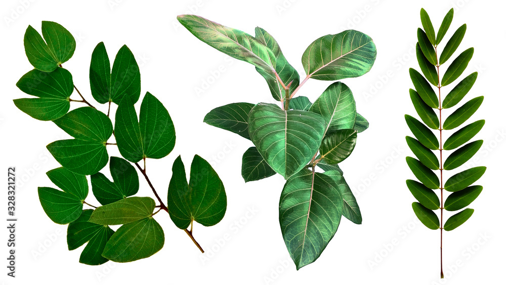 Many of green leaf are isolated on a white background Many of green leaf are isolated on a white background