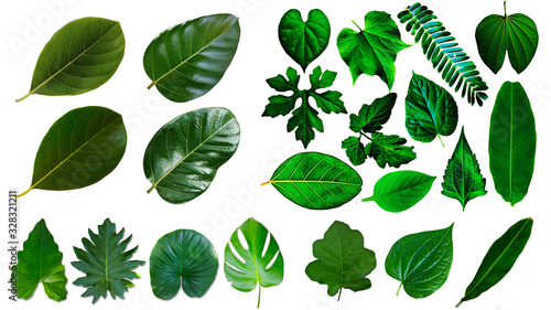 Many of green leaf are isolated on a white background