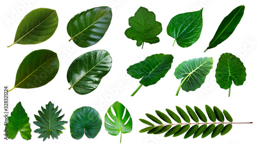 Many of green leaf are isolated on a white background