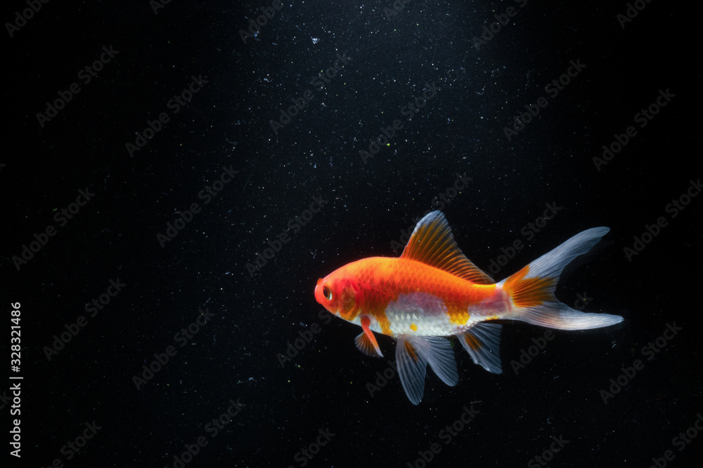 Goldfish in Aquarium with black background Goldfish in Aquarium with black background