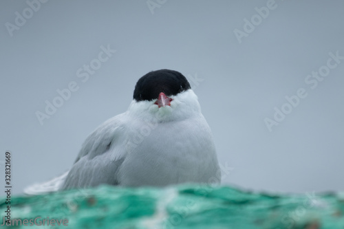 Fényképezés Arctic Tern