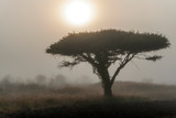 Single acacia tree during foggy sunrise