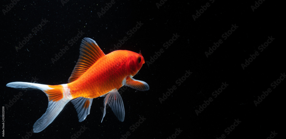 Fototapeta premium Goldfish in Aquarium with black background