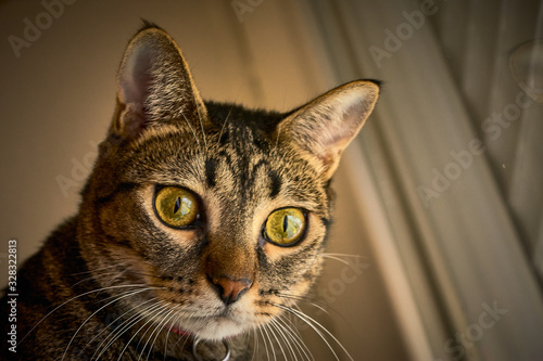 Fototapeta Naklejka Na Ścianę i Meble -  A lovely striped cat lying