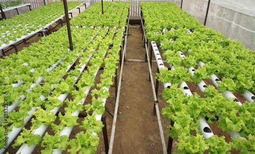 lettuce in hydroponic pipe. Hydroponic vegetable farm. photo