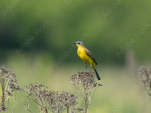 The western yellow wagtail (Motacilla flava) is a small passerine in the wagtail family Motacillidae