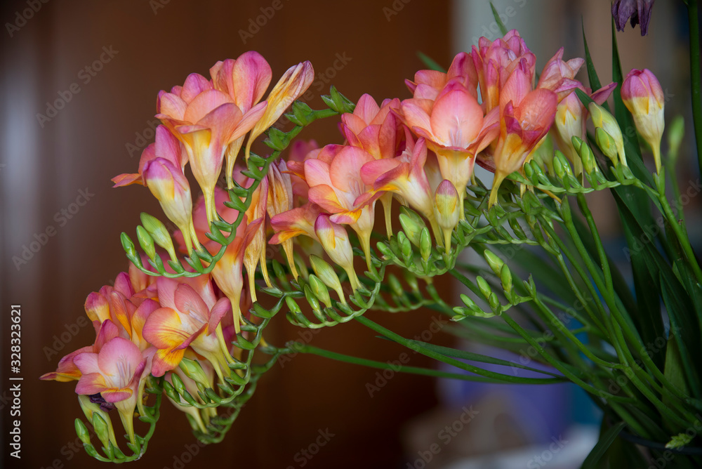 Beautiful and colorful bouquet of freesias in an interior space with high decorative value and showing in detail the set of its vegetal nature Beautiful and colorful bouquet of freesias in an interior space with high decorative value and showing in detail the set of its vegetal nature